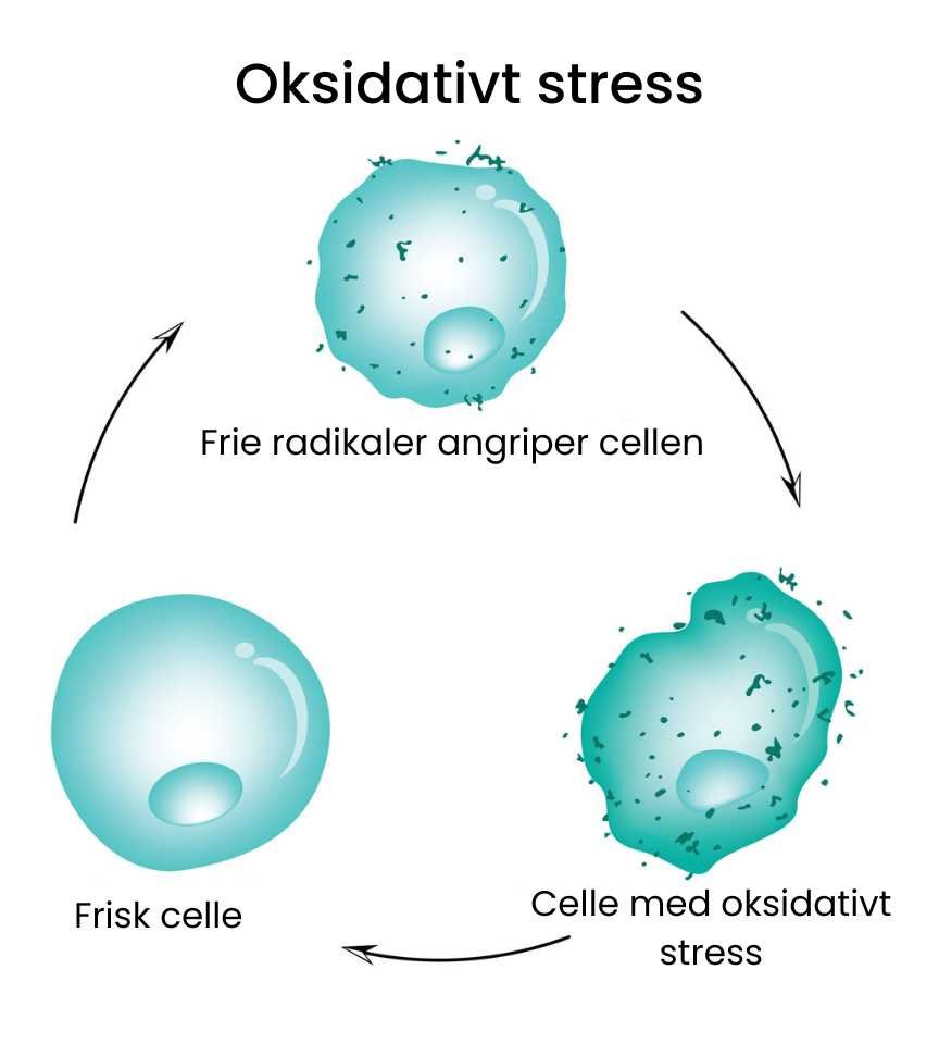 Oksidativt stress og rødlysterapi